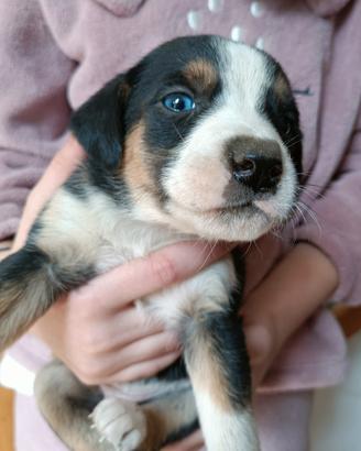 Cucciolo di bracco/segugio da tartufi/caccia