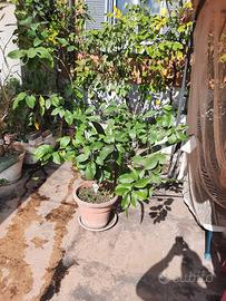 pianta  di limoni