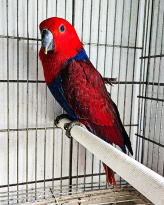 Femmina ecletto anno 2024