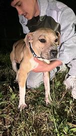 Cucciola pitbull