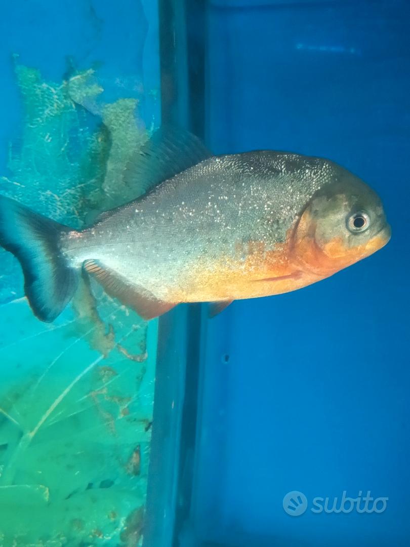 piranha dal ventre rosso