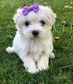 Cuccioli di maltese