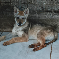 Ultimo cucciolo lupo cecoslovacco