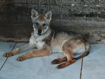 Ultimo cucciolo lupo cecoslovacco