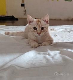 Gattino rosso