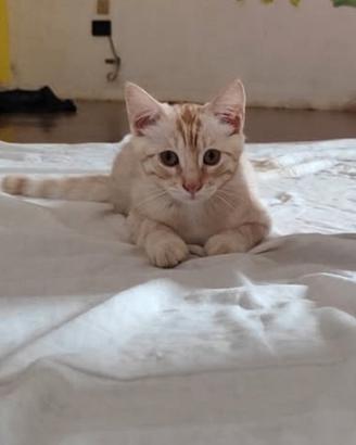 Gattino rosso