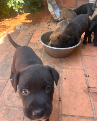 Cuccioli meticci taglia medio-grande