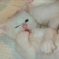 Ultimo Maine Coon White maschio