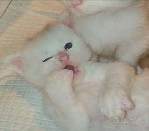 Ultimo Maine Coon White maschio