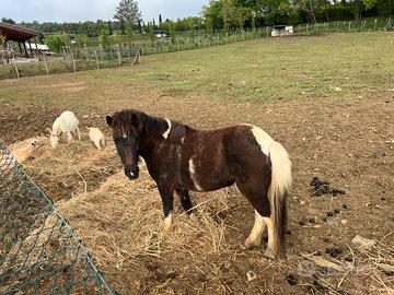 Pony femmina
