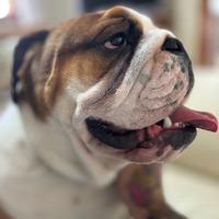 Bulldog inglese per monta