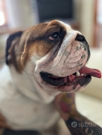 Bulldog inglese per monta