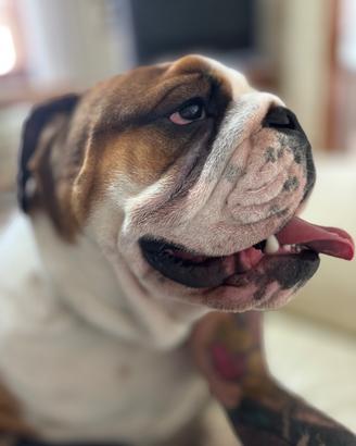 Bulldog inglese per monta