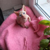Sphynx maschio