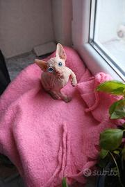 Sphynx maschio