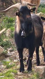 Capra capretta tibetana maschio