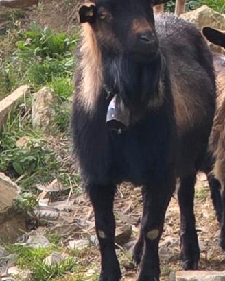 Capra capretta tibetana maschio