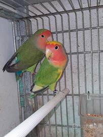 Inseparabili
