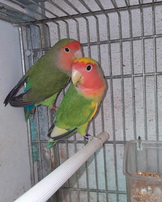 Inseparabili