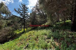 Terreno, Castellammare - Loggia, Palermo.