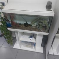 acquario