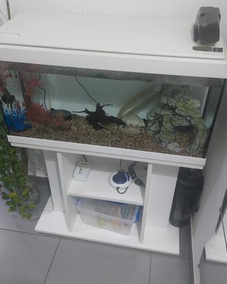 acquario