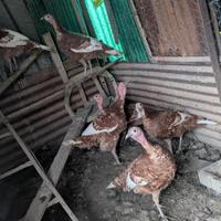 Tacchino Rosso di Borbone