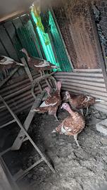 Tacchino Rosso di Borbone