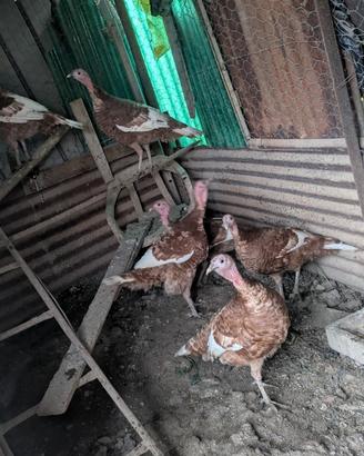 Tacchino Rosso di Borbone