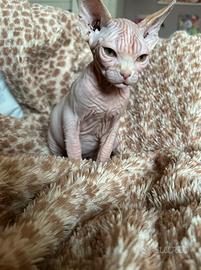 Cuccioli di Sphynx