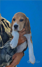 Beagle con pedigree enci