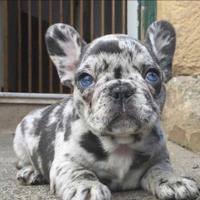 Bulldog francese pagamento dilazionato