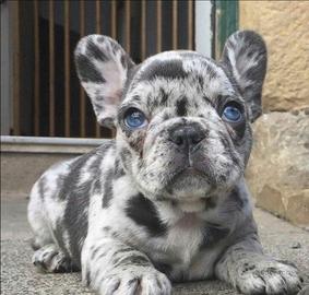 Bulldog francese pagamento dilazionato