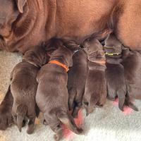 Cuccioli Labrador