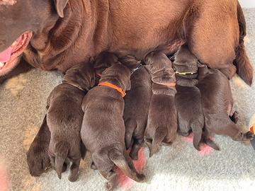 Cuccioli Labrador