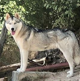 Femmina Siberian Husky