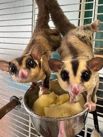 Petauri dello zucchero