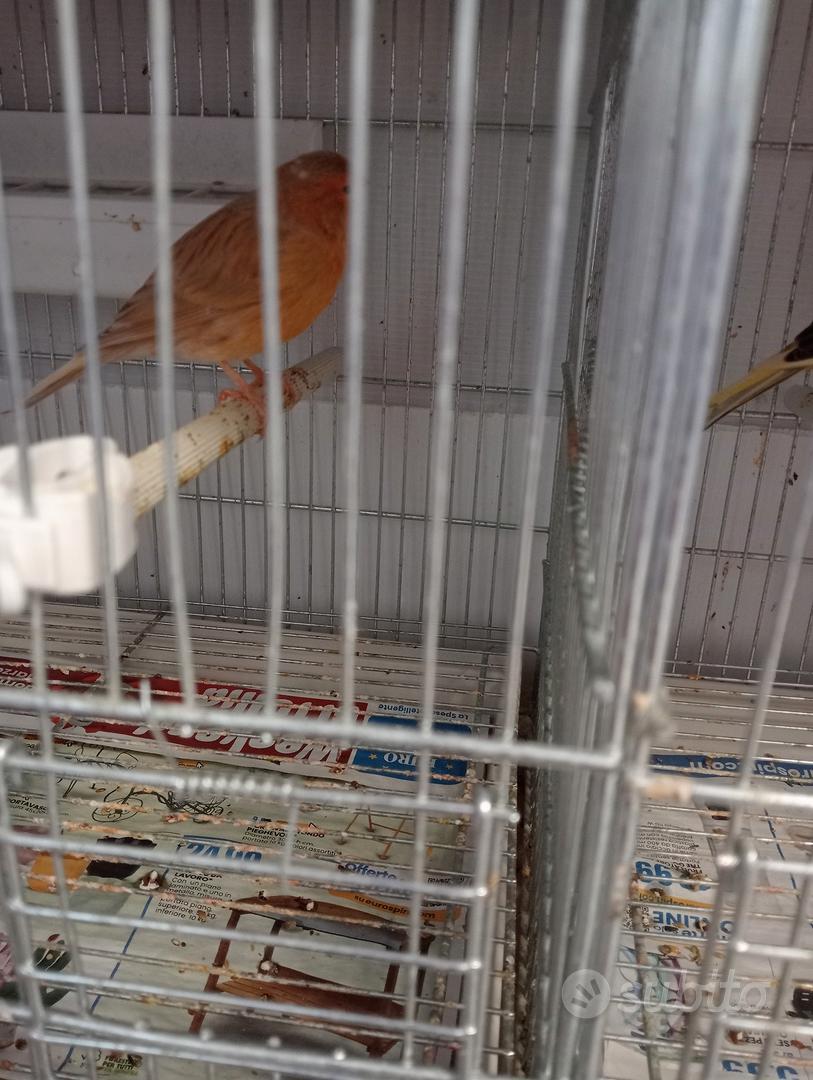 femmine di canarini - Animali In vendita a Torino