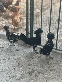 Galline padovane ciuffate