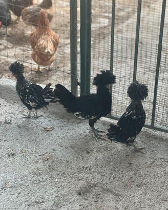 Galline padovane ciuffate