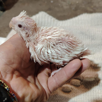 Pulli da imbecco di calopsite