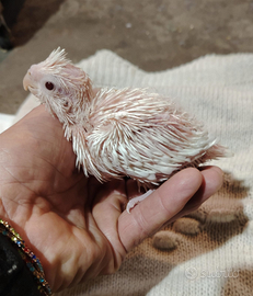 Pulli da imbecco di calopsite