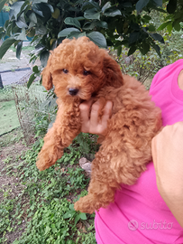 Barboncino rosso toy