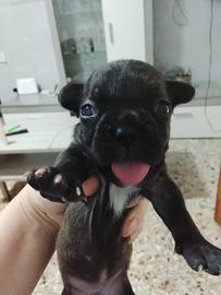 Cuccioli Bulldog francese