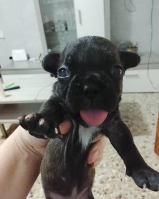 Cuccioli Bulldog francese