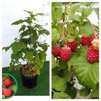 PIANTE DI LAMPONI RIFIORENTI spedizione disponibil
