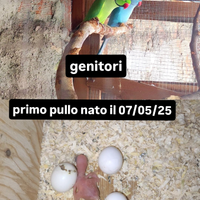 Parrocchetto dal collare