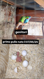 Parrocchetto dal collare