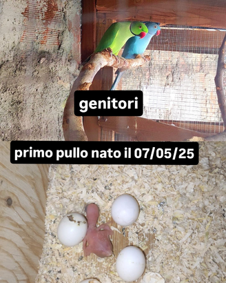 Parrocchetto dal collare