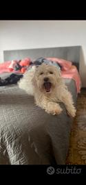 Maltese